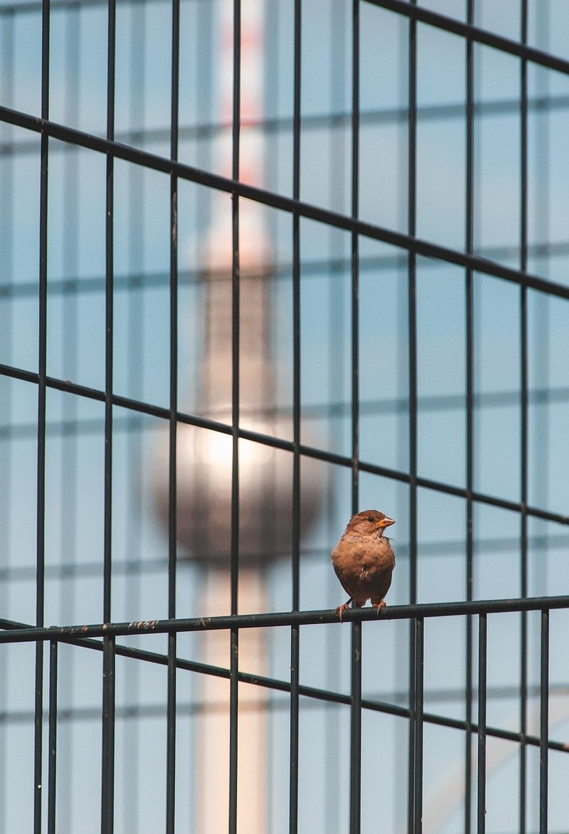 Bird cage decor